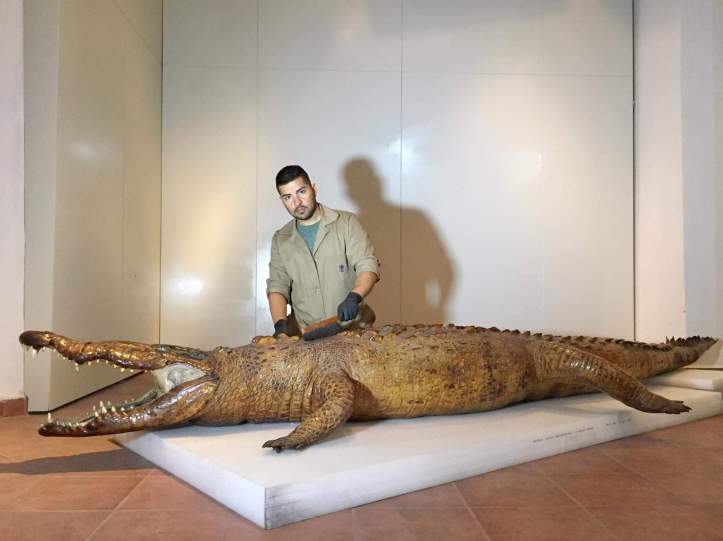El cocodrilo sufre deterioros como cambios cromáticos en superficie (decoloración), así como pérdida de piezas dentales, garras y escamas. Foto Guillermo Campos INAH
