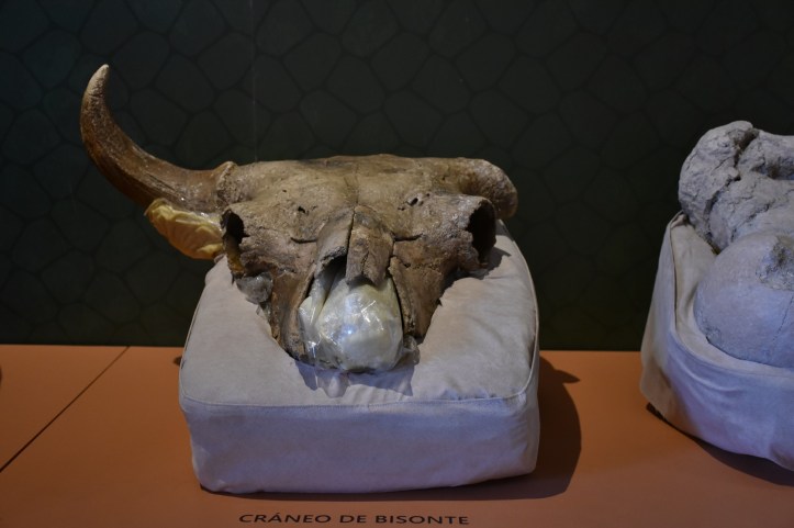 Exhibe el MNCM, el desarrollo de la paleontología en el INAH. Foto Melitón Tapai. INAH (1)